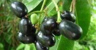 Jambul fruits benefits, phytochemicals, uses & medicinal properties