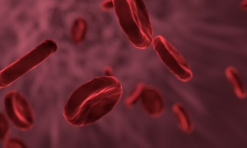 Laboratory-grown red blood cells could help study malaria invasion, say researchers