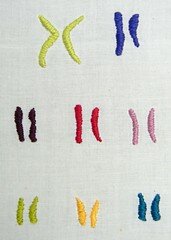 Framed Embroidery Chromosome Art