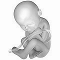 Fetus at 38 weeks after fertilization 3D Pregn...