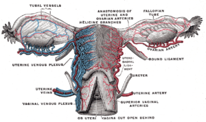 Vessels of the uterus and its appendages, rear...