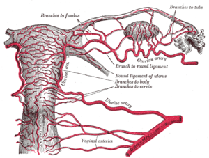 Arteries of the female reproductive tract (pos...